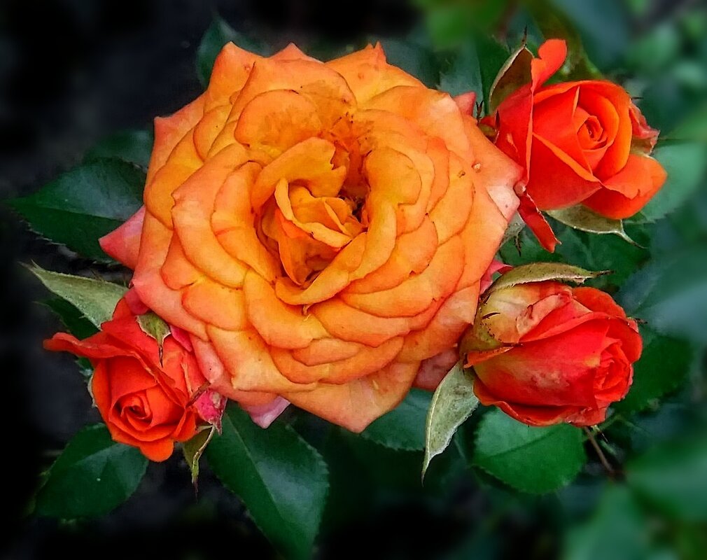 Королева цветов - Елена Сухорученкова