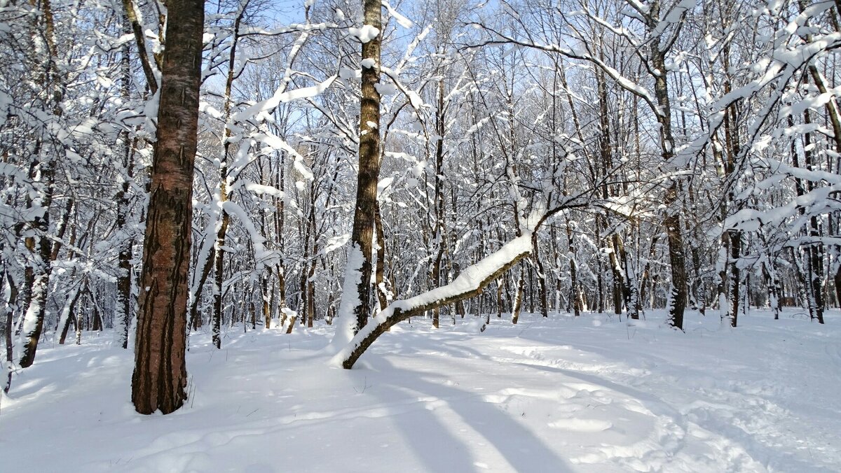 Зимний парк. - Милешкин Владимир Алексеевич Зимний парк. - Милешкин Владимир Алексеевич