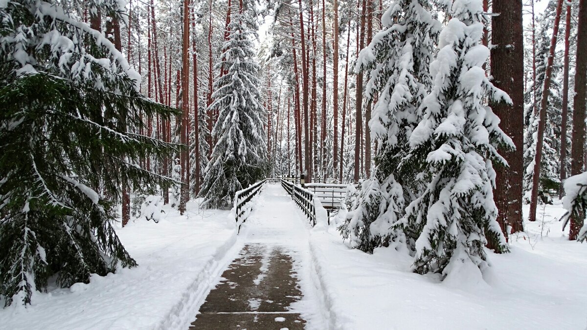 Зимний лес. - Милешкин Владимир Алексеевич Зимний лес. - Милешкин Владимир Алексеевич