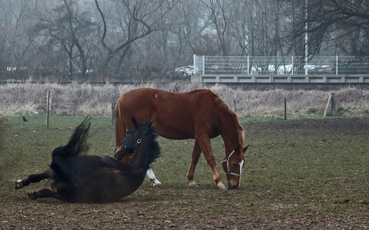 ...после сытного обеда... - Valziwa ...после сытного обеда... - Valziwa
