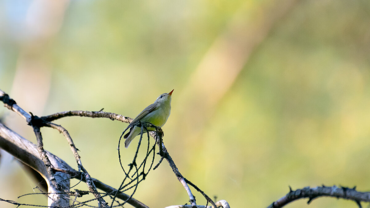 Пеночка - Владимир Лазарев