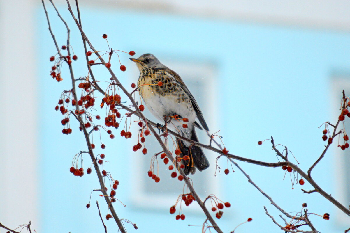 Во дворе на яблоне - Татьяна Лютаева