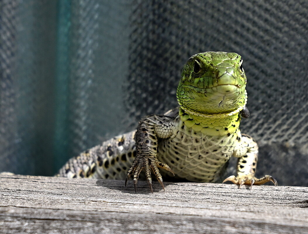 НАБЛЮДА́ТЕЛЬ - Aleksandr 