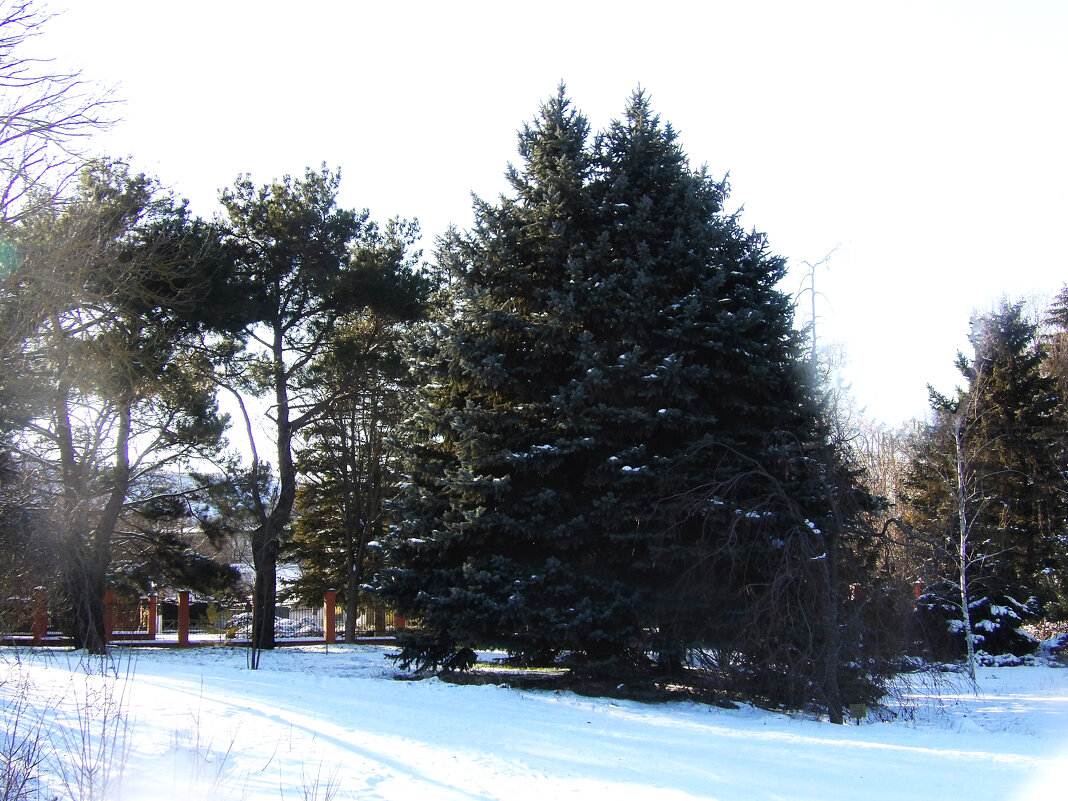 Зимний  пейзаж - Валентин Семчишин