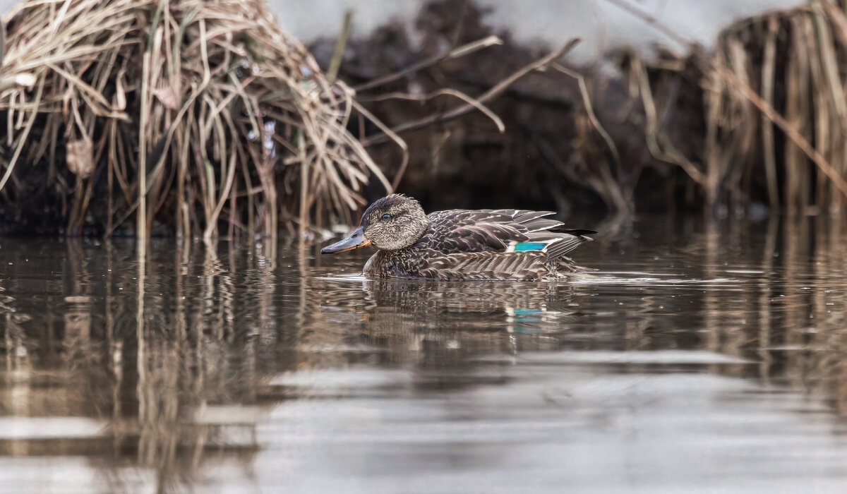 чирок свистунок самка - юрий макаров чирок свистунок самка - юрий макаров