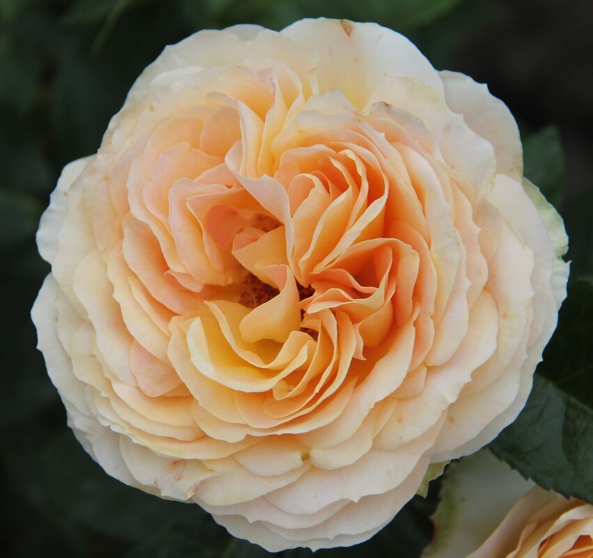 ЗОЛОТИТСЯ РОЗА ЧАЙНАЯ... - Валентина ЗОЛОТИТСЯ РОЗА ЧАЙНАЯ... - Валентина