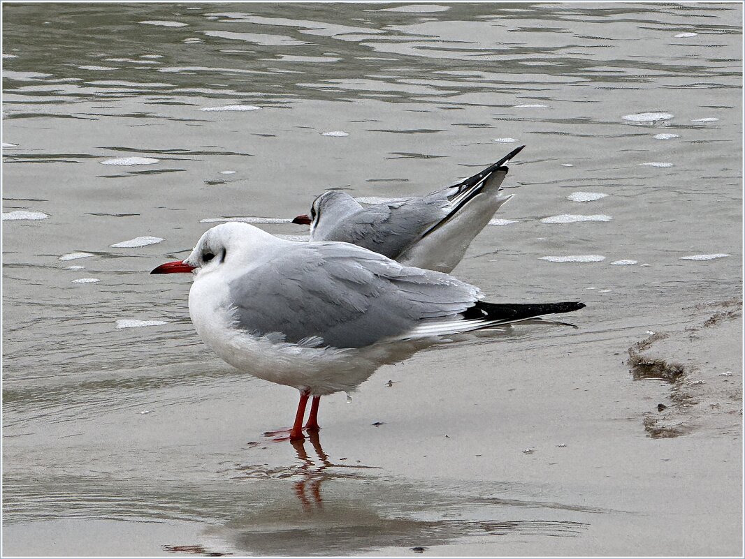 Чайка. - Валерия Комова Чайка. - Валерия Комова
