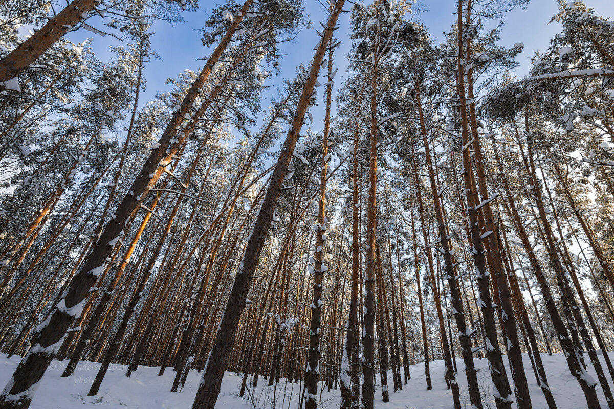 Зимний пейзаж с высокими соснами - Александр Синдерёв