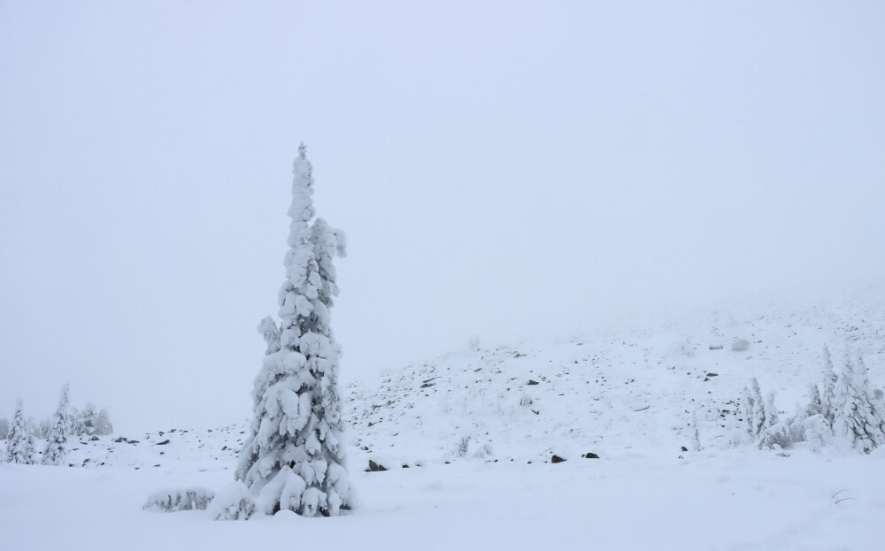 В горах родилась ёлочка - Галина Ильясова В горах родилась ёлочка - Галина Ильясова
