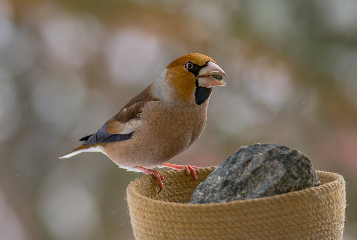 Дубонос на кормушке. - Sergey (Apg) Дубонос на кормушке. - Sergey (Apg)
