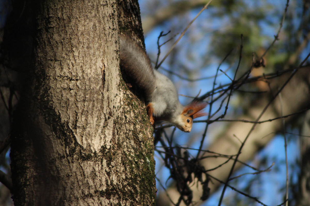 Белка. - Александр. AVG100 --- Белка. - Александр. AVG100 ---