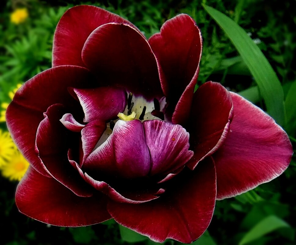 Тюльпановидный тюльпан - Елена Сухорученкова