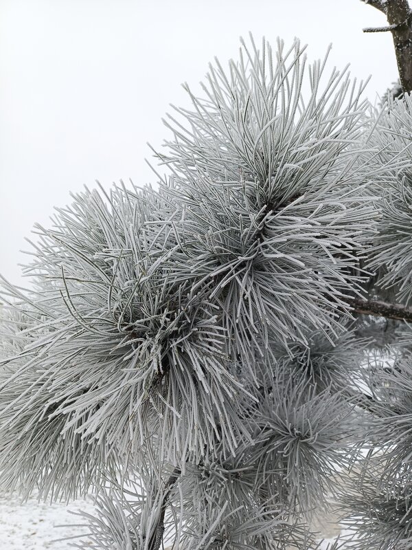 Иней - Татьяна Пальчикова Иней - Татьяна Пальчикова