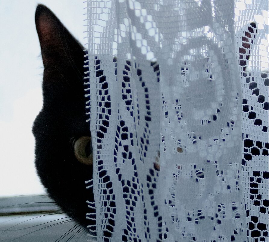 Кошачья жизнь - Михаил К Кошачья жизнь - Михаил К