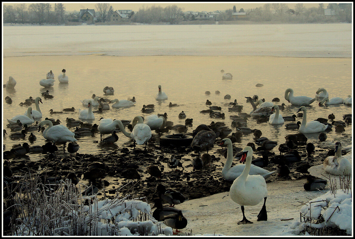 *** - Aleksandr Gal *** - Aleksandr Gal