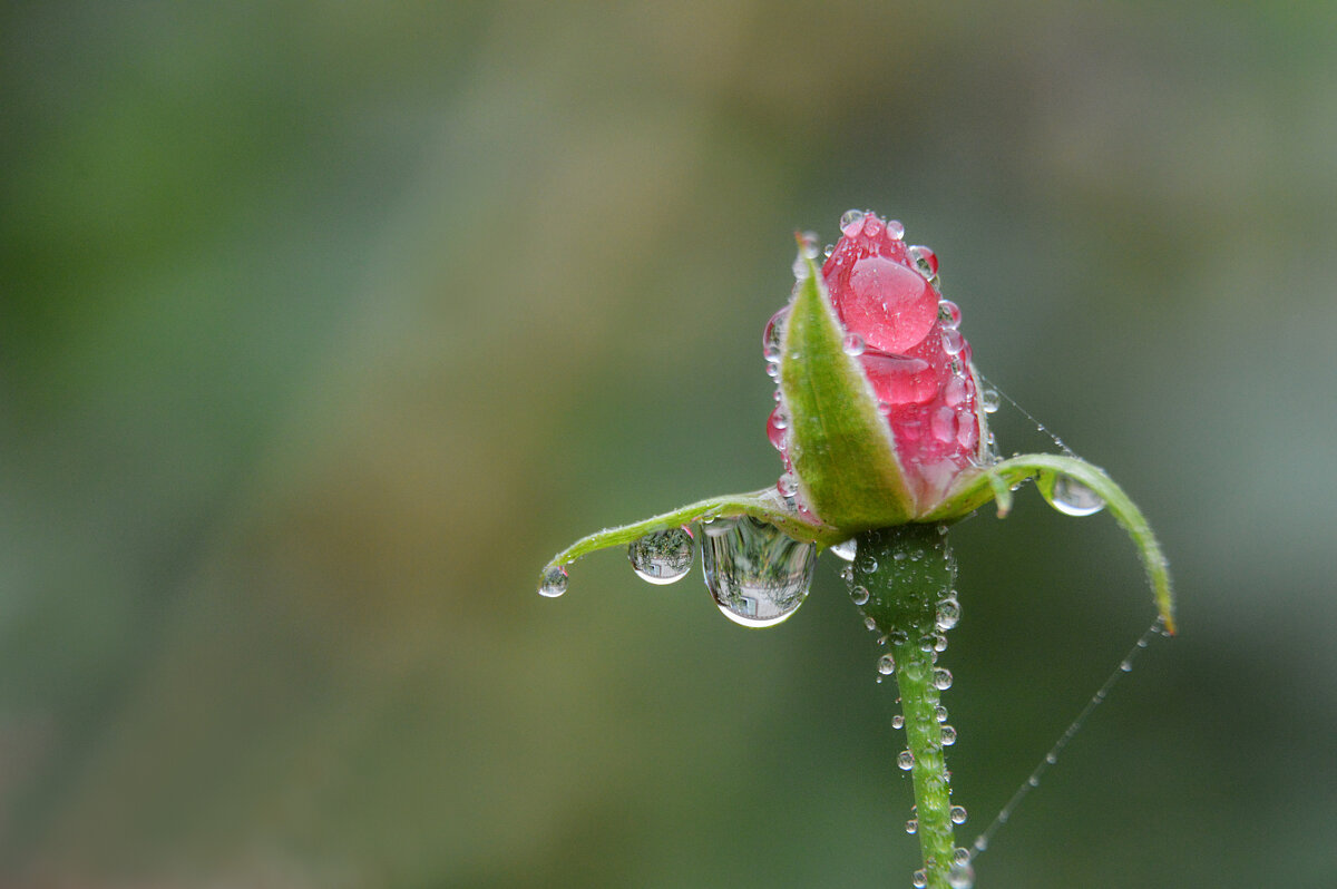 После осеннего дождя... - Надежда Куркина После осеннего дождя... - Надежда Куркина