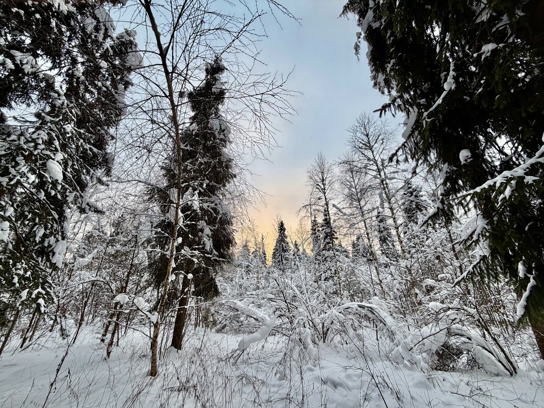 Зимняя акварель леса. - Любовь Зимняя акварель леса. - Любовь
