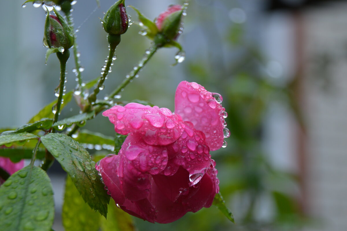 Октябрьский дождь рассыпал бриллианты.. - Надежда Куркина Октябрьский дождь рассыпал бриллианты.. - Надежда Куркина