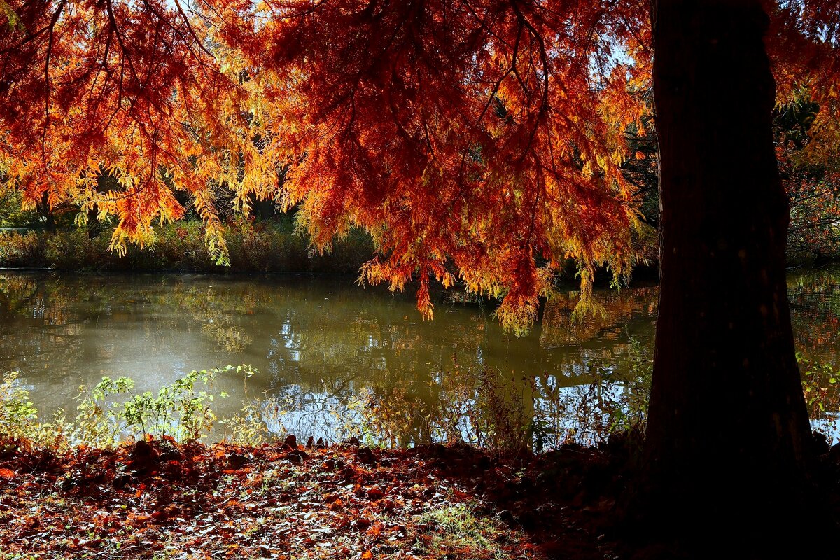 У пруда - Юрий. Шмаков