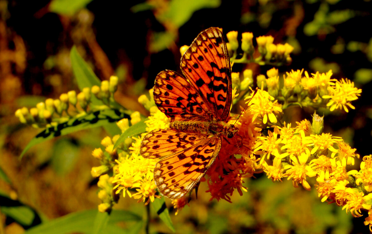 опять про бабочек...353 - Александр Прокудин