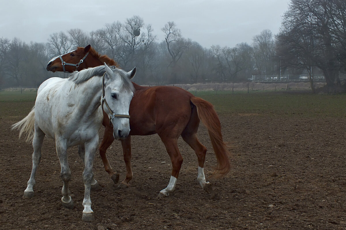 Из серии " Лошадинная любовь " (4) - Valziwa Из серии " Лошадинная любовь " (4) - Valziwa