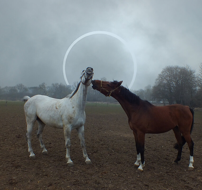 Из серии " Лошадинная любовь " (7) - Valziwa Из серии " Лошадинная любовь " (7) - Valziwa