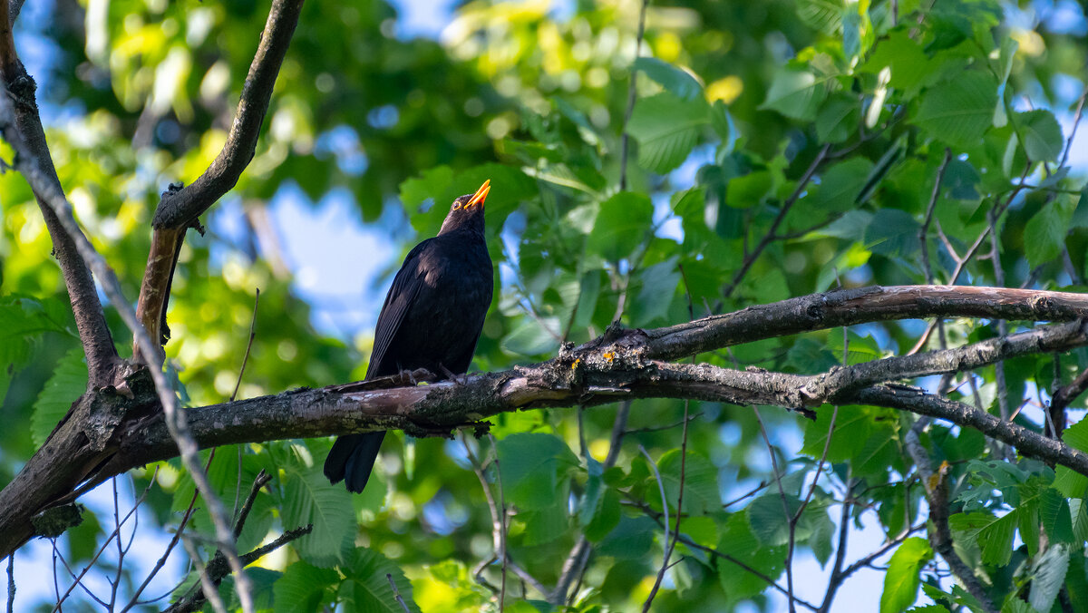 Черный дрозд - Владимир Лазарев