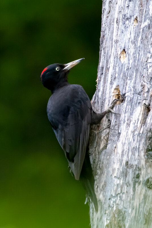 Желна - Владимир Лазарев