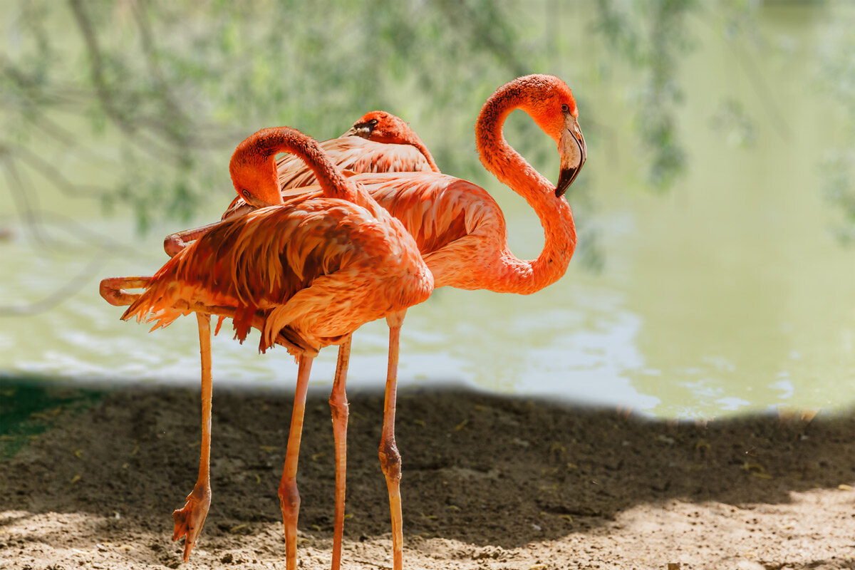 Фламинго - SanSan 