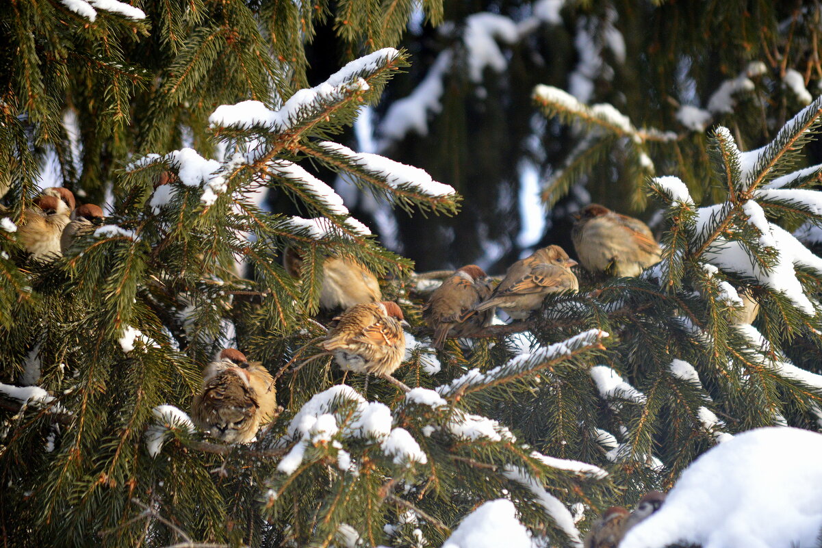 Воробушки - Татьяна Лютаева
