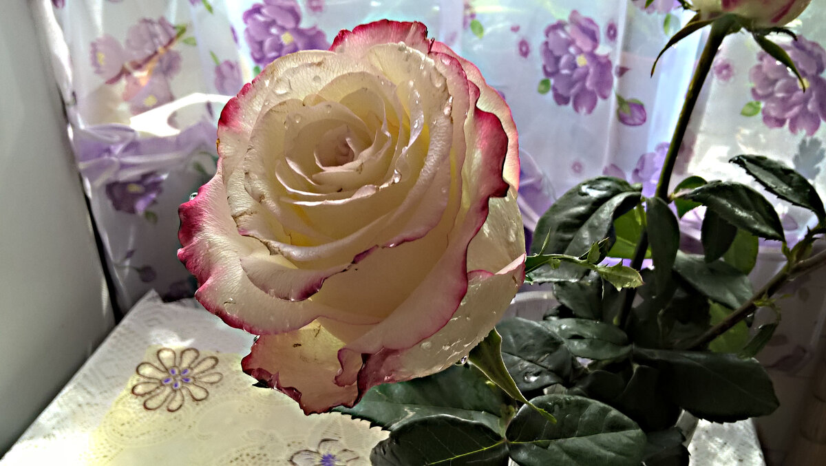 Роза - Елена Семигина Роза - Елена Семигина