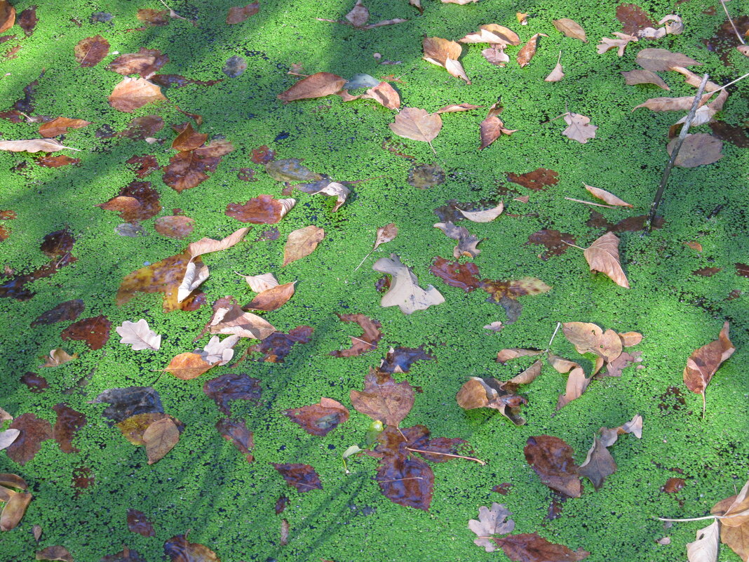 картина октября - Елена Шаламова