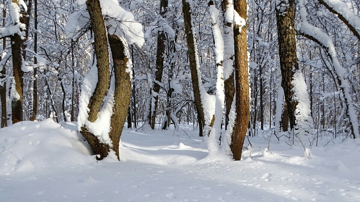 О красоте зимнего парка. - Милешкин Владимир Алексеевич О красоте зимнего парка. - Милешкин Владимир Алексеевич