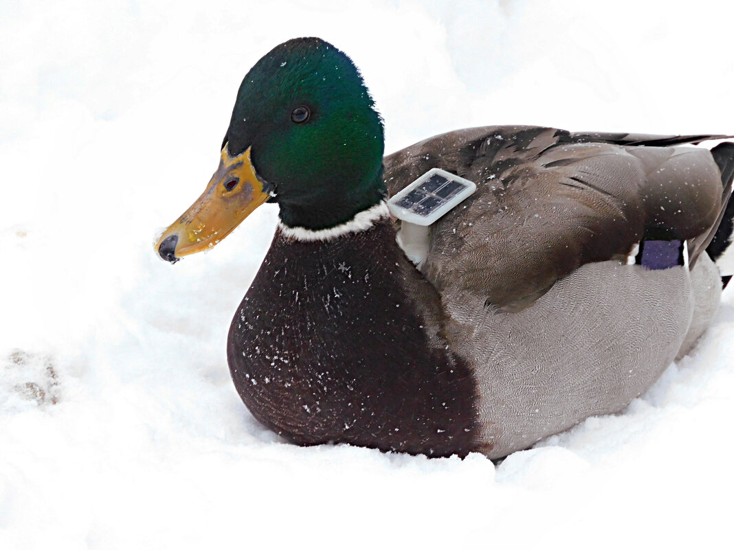 Селезень с солнечной батарейкой на спине - Лина 