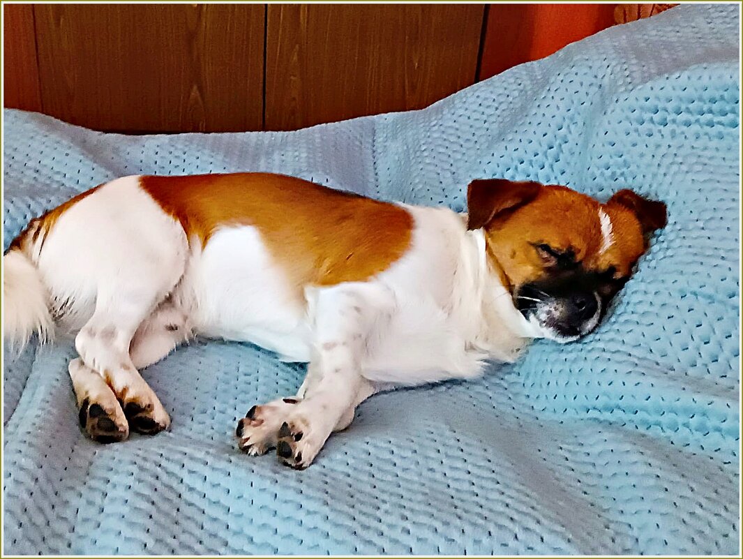 Сладкий сон Яшика. - Валерия Комова