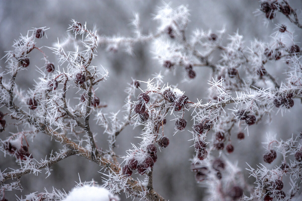 Колючий иней - Наталья Димова Колючий иней - Наталья Димова