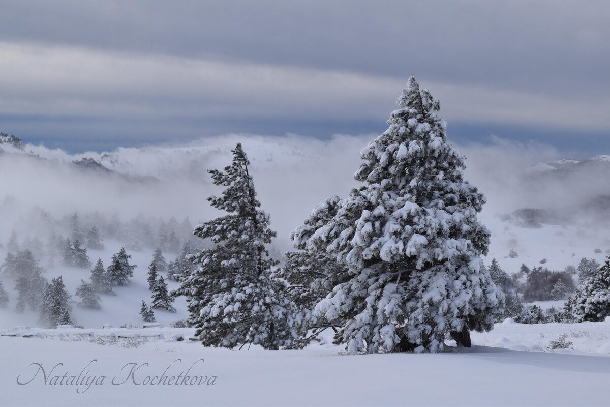 Природа Крыма - Amazing Cosmea Природа Крыма - Amazing Cosmea