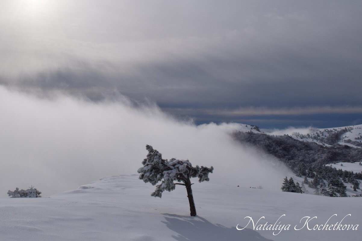 Природа Крыма - Amazing Cosmea Природа Крыма - Amazing Cosmea