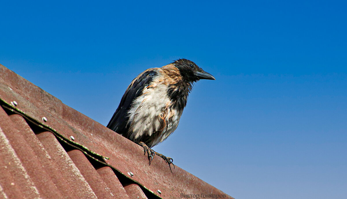 ворона - Laryan1 