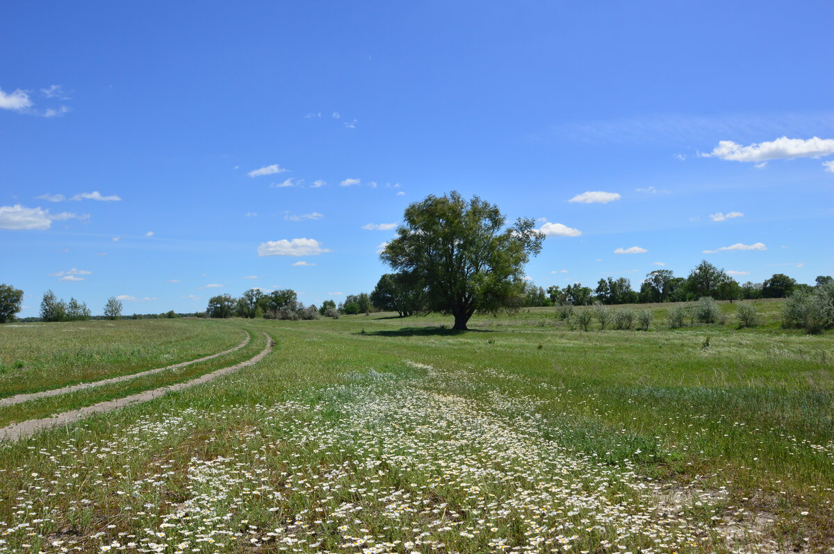 Донская степь. - Виктор 