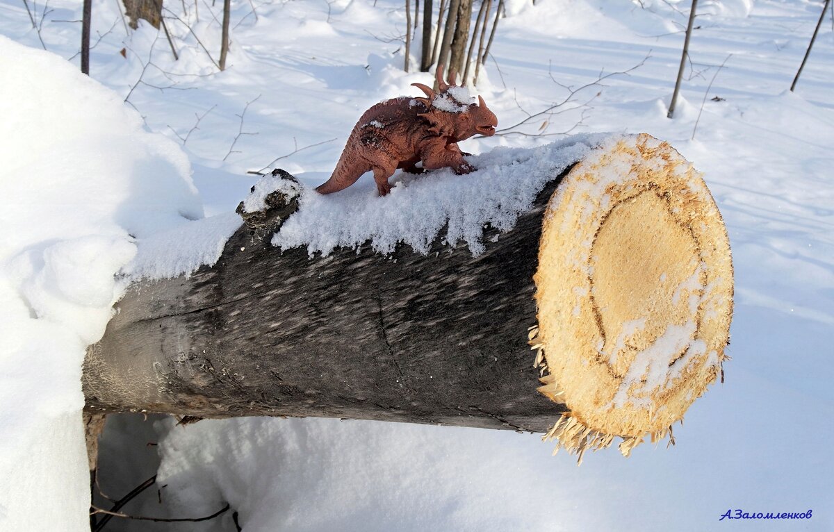 Холодно и голодно лесным зверушкам в январе..:-) - Андрей Заломленков