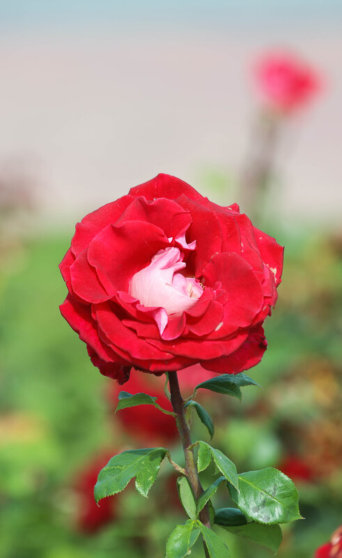 Роза - Руслан 