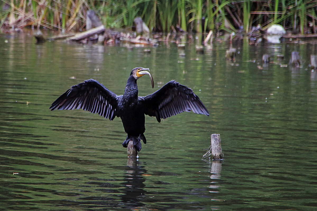 Большая рыбка - Андроник Александр Большая рыбка - Андроник Александр
