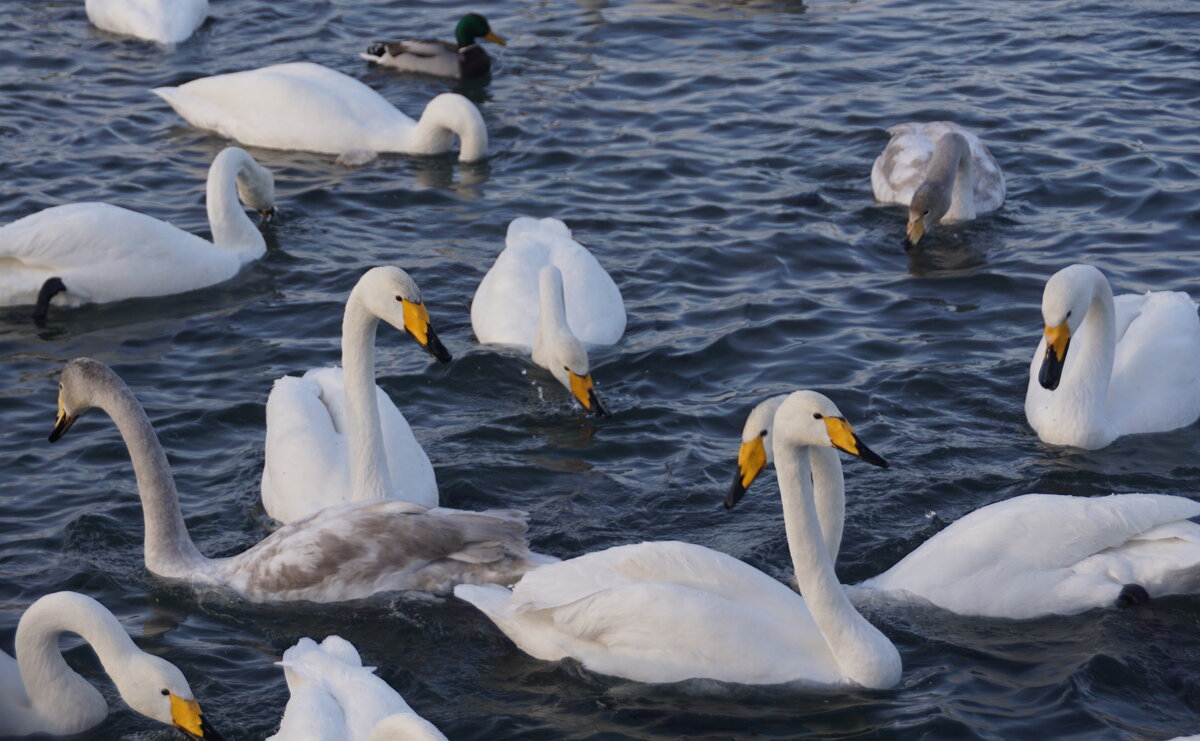 Лебеди на зимовке - Наталия Григорьева