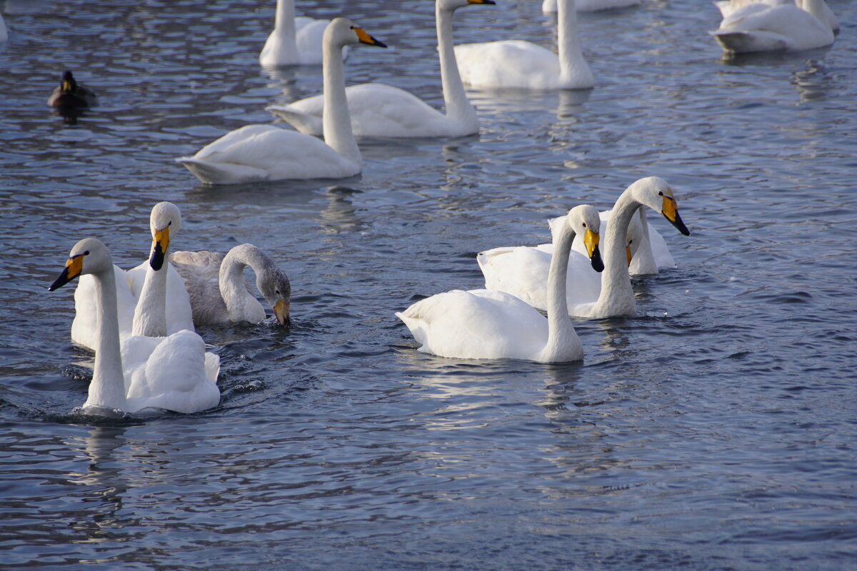 Удачная зимовка - Наталия Григорьева