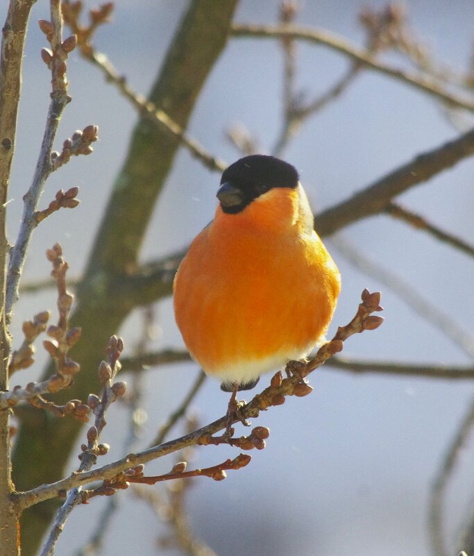 Снегирь на дубу... - Юрий Куликов