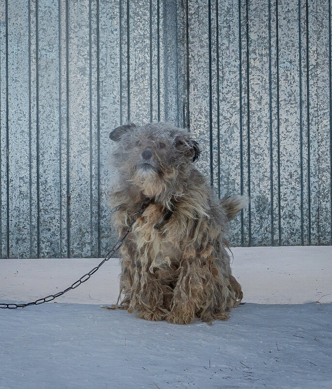 Даже в морозный день маленький лохматик остаётся на посту. - Павел Крутенко