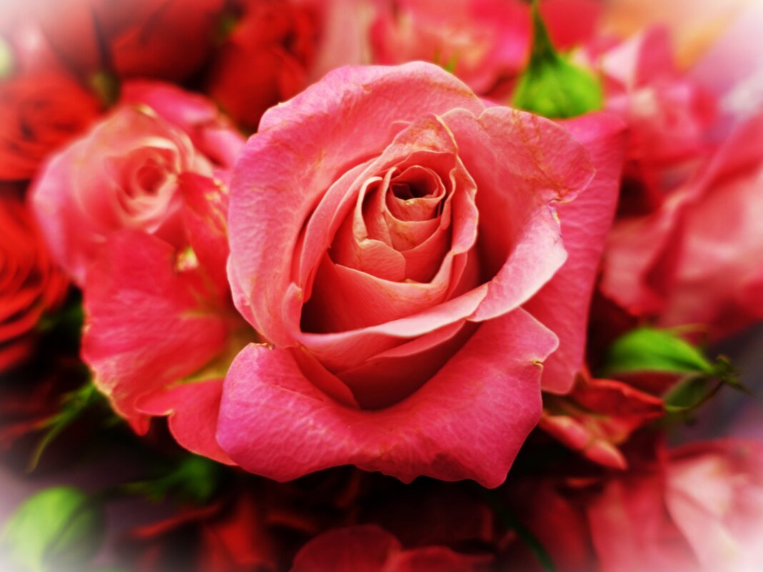 Зимние розы - Aida10 