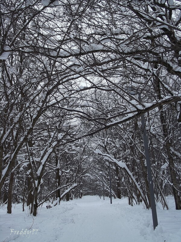 Прогулка в мороз... - Freddy 97
