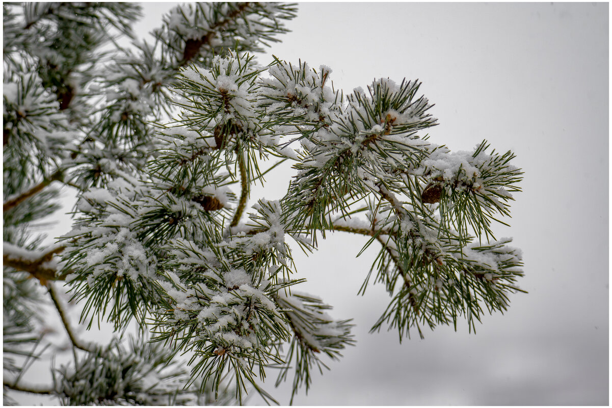 Закружило,замело.... - Sergey (Apg)